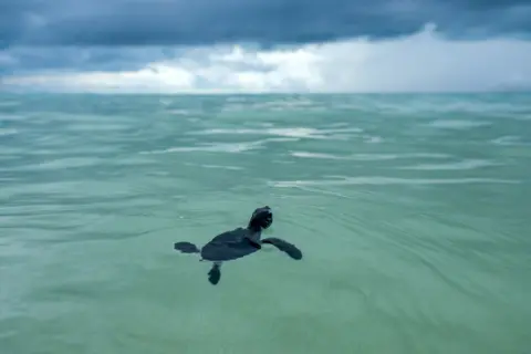 Resha Juhari/NurPhoto/Shutterstock A baby sea turtle released into the sea in Indonesia's Bangka Belitung island as part of a conservation program, 4 August 2022