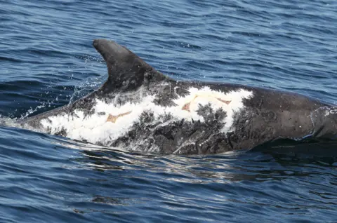 University of Aberdeen Sunburned dolphin Spirtle in May 2017