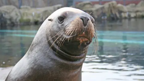 Colchester Zoo Paris, a Patagonian sea lion