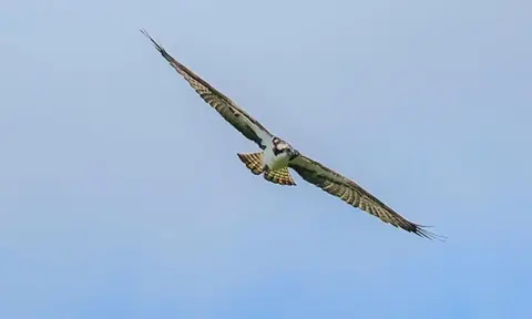 Lynne Warner An osprey in flight