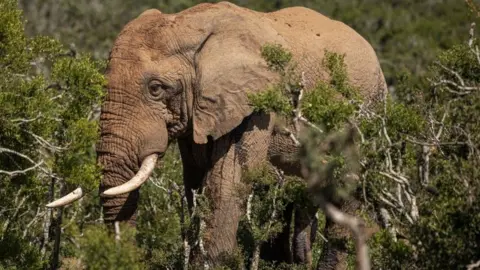 AFP Plans to build new wind farms next to a South African national park have riled wildlife activists who worry the turbines will ruin the landscape and impact elephants.