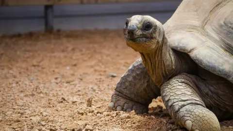 Durrell Wildlife Conservation Trust Helen the tortoise