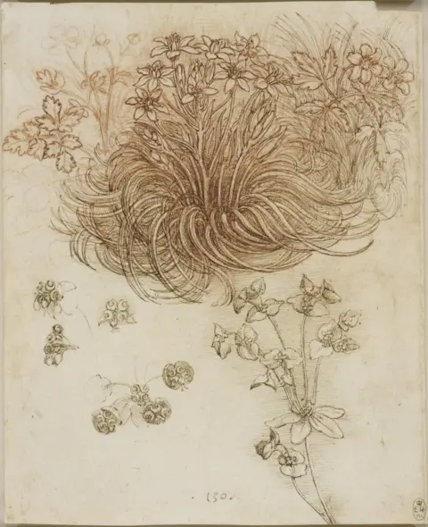 Royal Collection Trust A drawing of a star-of-Bethlehem and other plants by Leonardo da Vinci