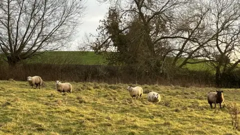 Northamptonshire Police Four white sheep and a brown sheep in grass with trees and hedgerow behind (could be five white sheep, one of them dirty)