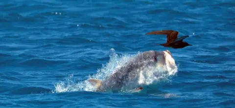 A giant trevally and a bird