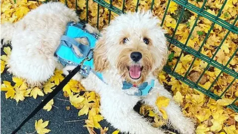 Dougal the dog on a pile of yellow leaves