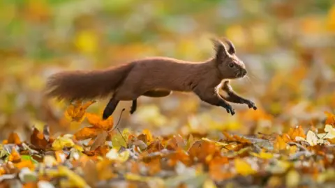 Getty Images Squirrel