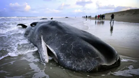 Getty Images whales