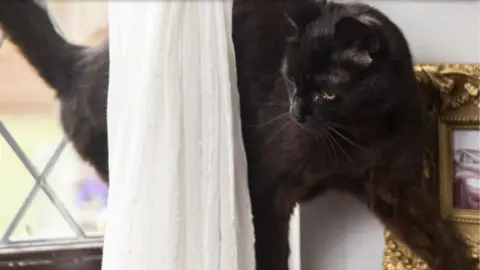 Cats Protection Finn's cat Jeffree