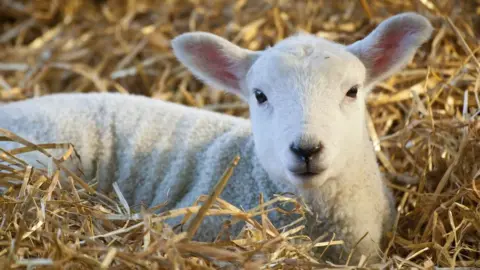 Getty Images lamb