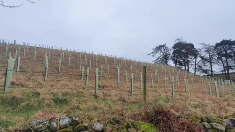 Wild Lakeland Saplings