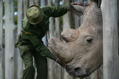 AFP A caregiver calms Sudan, the last known male of the northern white rhinoceros subspecies, on December 5, 2016, at the Ol Pejeta conservancy in Laikipia County