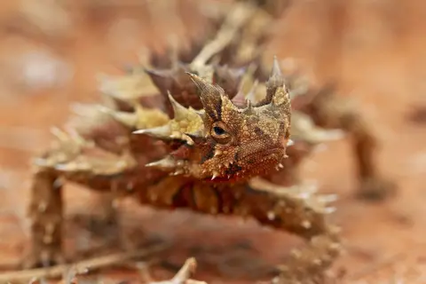 BBC NHU/Emma Napper The thorny devil, Australia