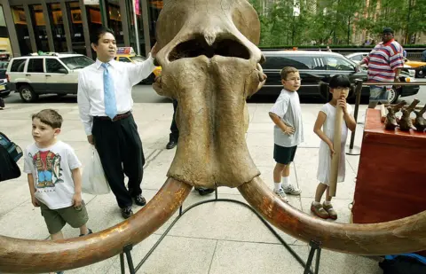 Getty Images Mammoth skull at auction in New York City