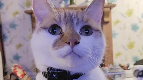 University of Bristol Cat