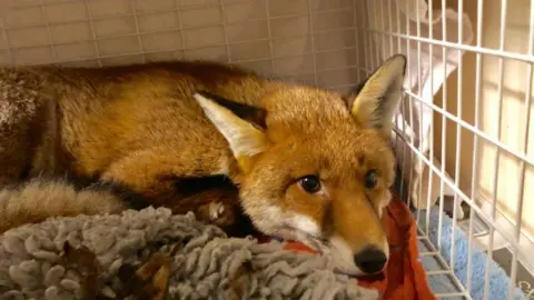 RSPCA Fox on microwave