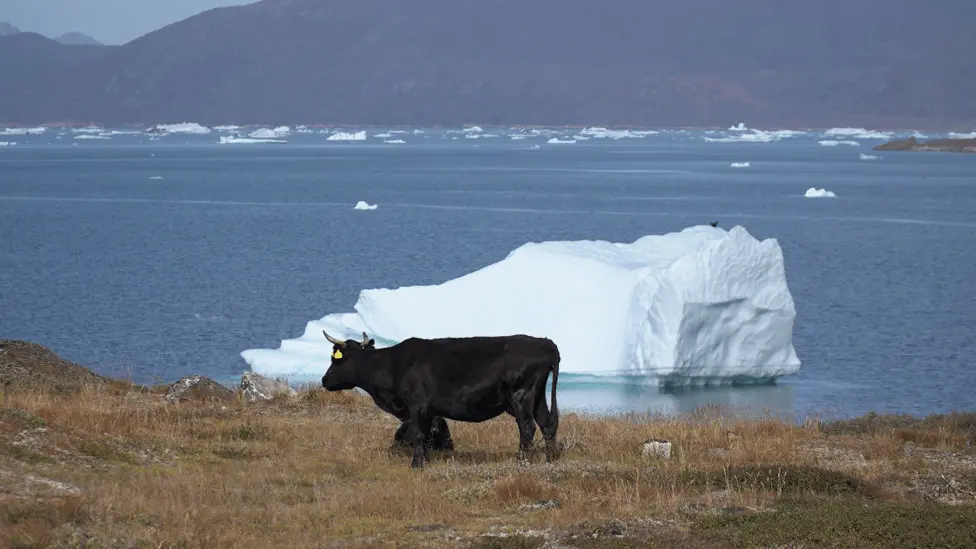BBC Warmer conditions allow cattle farming in Greenland