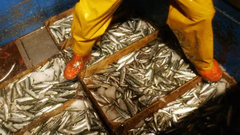 Getty Images Caught fish aboard a Spanish trawler