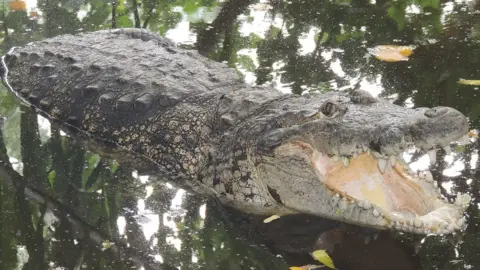 Johannes Els Mugger crocodile