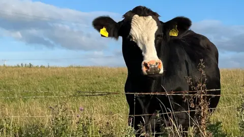 BBC Weather Watcher,  Cow in Portballintree