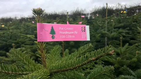 Field of Christmas trees