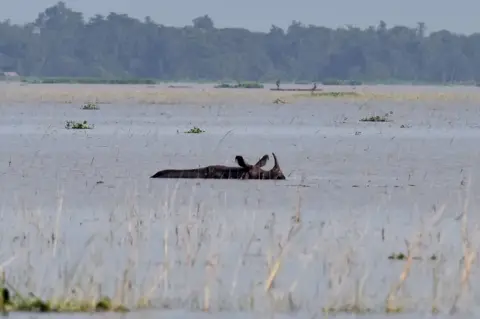 Getty Images An Indian one-horned rhinoceros wades through flood waters at a wildlife sanctuary in Assam in August 2017