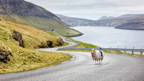 Visit Faroes A Faroes Sheep View sheep