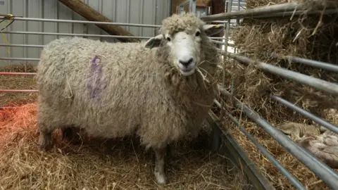 Natalie Johnson A pregnant ewe in her pen at Avon Valley Wildlife Park