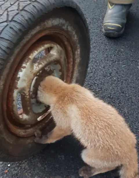 Knightswood Community Fire Station/SFRS Fox cub with head stuck in wheel