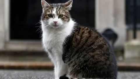 Reuters Larry, the Downing Street cat