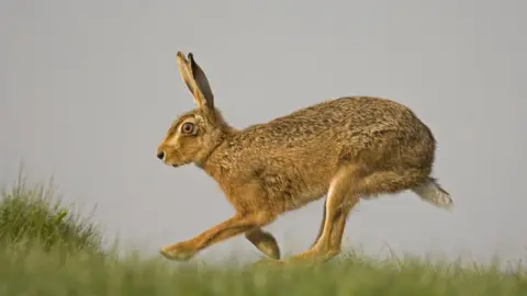 Getty Images Hare