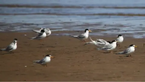 BBC Little terns