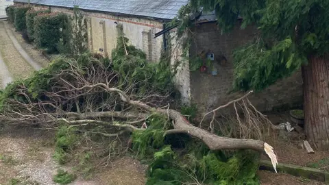 NikNak1970/BBC Weather Watchers Fallen tree in Hitchin