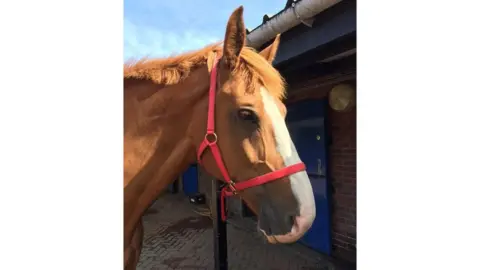 RSPCA Fimber the horse