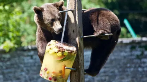 Camperdown Wildlife Centre Brumma the bear