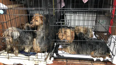 BBC Photo of six rescued Yorkshire Terriers in their crates