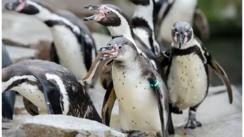 AFP Pingüinos de Humboldt en el zoológico Hagenbeck Tierpark en Hamburgo, norte de Alemania, el 3 de mayo de 2016.