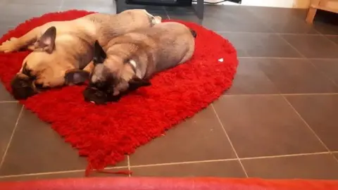 Wales news service French bulldogs Lila and Phab