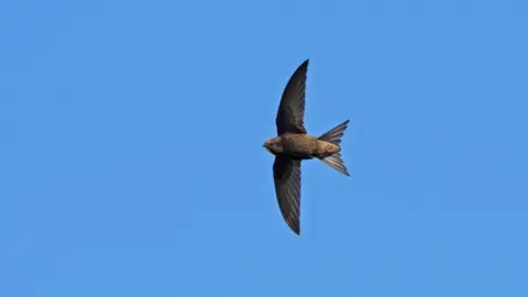 Getty Images Swift in flight