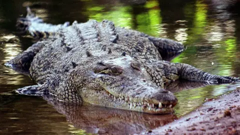 PA A saltwater crocodile