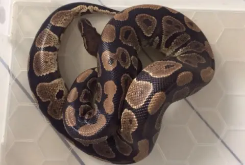 Laura Cowell The snake pictured in a box, following its rescue