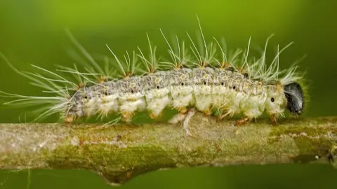 Oak processionary caterpillar, file pic