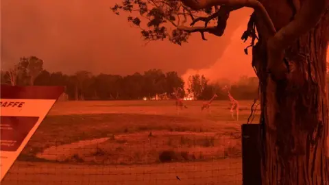 Chad Staples Bushfires around Mogo