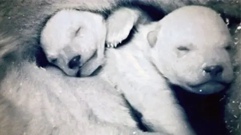 Polar bear cubs