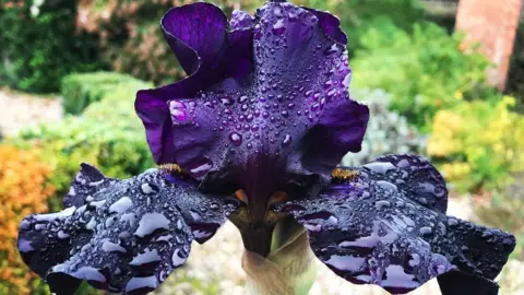 Esther Johnson Water droplets on an iris in Toot Baldon