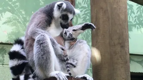 BBC Lemur