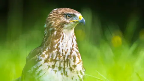 Getty Images Buzzard