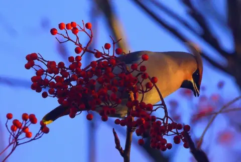 Adrian Plumb Waxwing