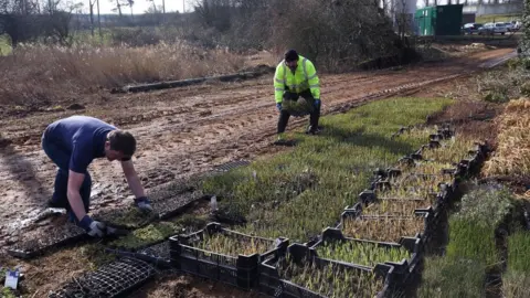 Anglian Water Wetland creation at Ingoldisthorpe in Norfolk