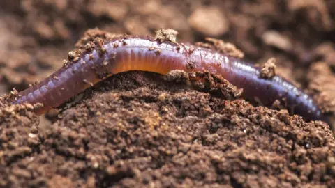 Getty Images an earthworm